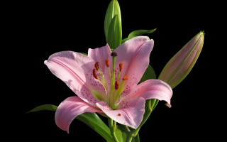 Pink flower green leaves black - green leaf free wallpaper for desktop