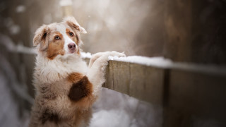 Dog standing hind legs pawing - its hind leg free wallpaper