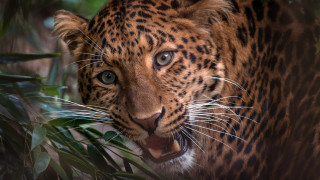 Leopard open mouth plant jigsaw - free animals wallpaper