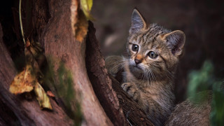 Small kitten in tree curious - the camera free wallpaper for desktop