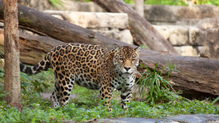 Leopard forest pile logs nature - a forest next free wallpaper for desktop