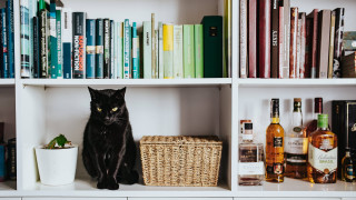 Black cat shelf books liquor - elinor proby adams free wallpaper