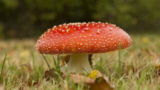 Red mushroom white dots macro - white dot free wallpaper
