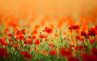 Flower field red blood fire - colin gill free wallpaper for desktop