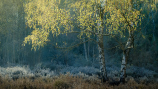 Forest bushes trees tonalism impressionist - a few bush free wallpaper