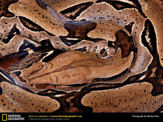 Snake closeup spotted skin black - digital art free wallpaper