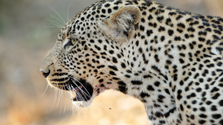 Leopard open mouth teeth wildlife - tooth wide free wallpaper