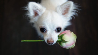 Small white dog flower mouth - a flower free wallpaper for desktop