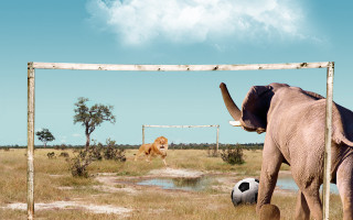 Elephant kicking soccer dog goal - free sports wallpaper