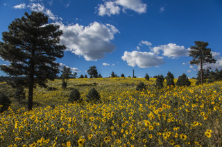 Yellow flowers trees blue sky 2 - wide angle len free wallpaper for desktop