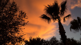 Silhouetted palm tree sunset clouds - a few tree free wallpaper for desktop
