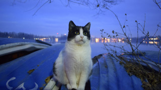 Cat boat night moon trees - german romanticism free wallpaper for desktop