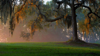 Mossy tree fog park bench - charles ragland bunnell free wallpaper