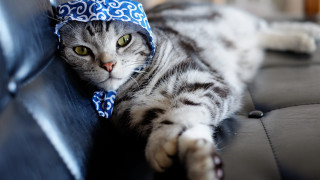Cat serious blue bandana couch - a serious look free wallpaper