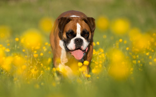 Dog running yellow flower autumn - tongue free wallpaper for desktop