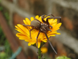 Spider yellow flower blurry macro - a brick wall in the background free wallpaper for desktop