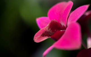 Pink flower green blurry petals - focus free wallpaper for desktop