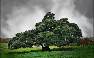 Large tree grassy field cloudy - a large tree free wallpaper