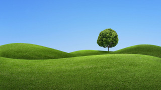 Lone tree grassy field blue 4 - grassy free wallpaper for desktop