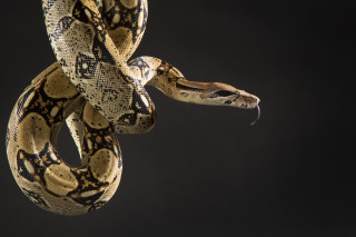 Large snake curled dark room - ready free wallpaper