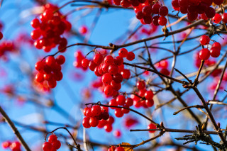 Tree berries blue sky autumn - red berry free wallpaper