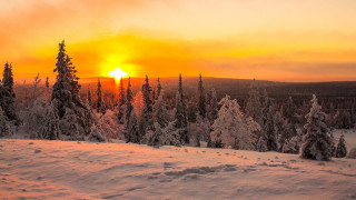 Sunset snowy forest skiers bush - the ground and a person free wallpaper