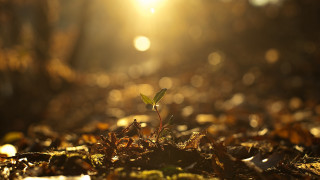 Small plant sunlight forest bokeh - arthur quartley free wallpaper