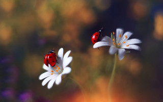 Ladybug white flower bokeh macro - a lady bug free wallpaper