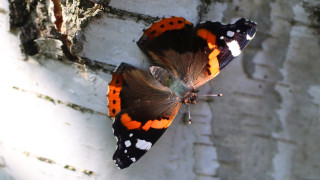 Butterfly tree branch sun ecological - a tree branch in the sun free wallpaper for desktop
