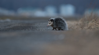 Hedgehog road field buildings tiltshift - dry free wallpaper