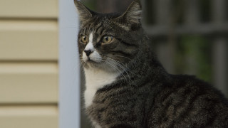 Cat fence house window portrait - a house free wallpaper