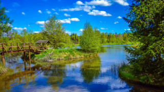 Wooden bridge river trees grass - wooden free wallpaper