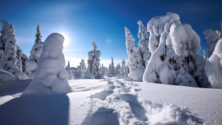 Snow forest sun footprints winter - free winter wallpaper
