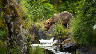 Brown bear walking river trees - douglas robertson bisset free wallpaper