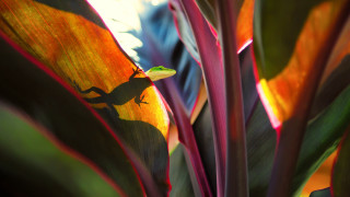 Small lizard leafy plant sunlight - a small lizard free wallpaper for desktop