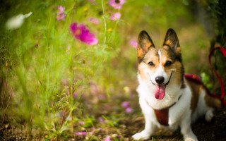 Dog leash grass flowers outdoors - a leash free wallpaper