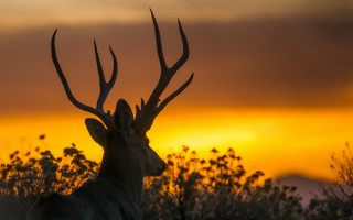 Deer antlers sunset trees fall - a deer free wallpaper