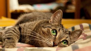Cat green eyes bed photorealism - blanket free wallpaper