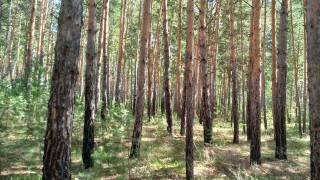 Forest city skyline trees grass - free forest wallpaper