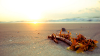 Sticks beach sunset ocean blurry - a sandy beach next free wallpaper