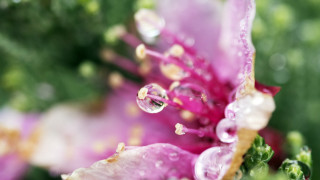Flower water drops macro bokeh 2 - petal free wallpaper