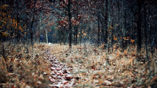 Woods path autumn leaves bare - the path free wallpaper