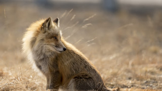 Furry dog field drygrass looking - dry free wallpaper for desktop