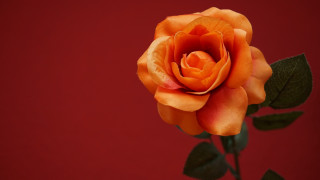 Orange rose green leaves red - a red wall free wallpaper for desktop