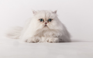 White cat blue eyes rococo 2 - white background free wallpaper