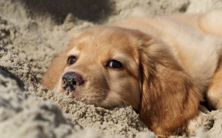 Dog sand hole surreal cute - surrealism free wallpaper