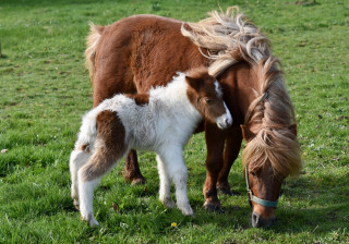 Pony foal field bush dandelion - a flemish baroque free wallpaper for desktop