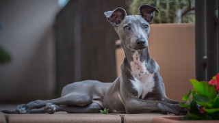 Dog plant potted rose blurry - a plant free wallpaper