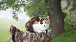 Cat post park misty blurry - elinor proby adams free wallpaper