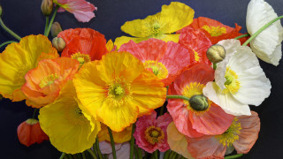 Flowers vase table blue black - a bunch of flowers free wallpaper